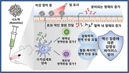 [연구성과] 나건 교수, 비강 접종 후 빛으로 면역 반응 조절하는 나노백신 개발